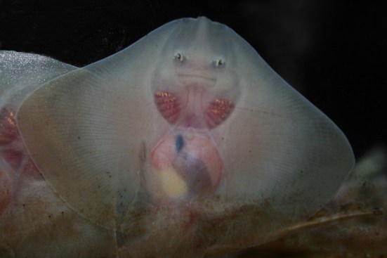 Baby Ray at Macduff aquarium